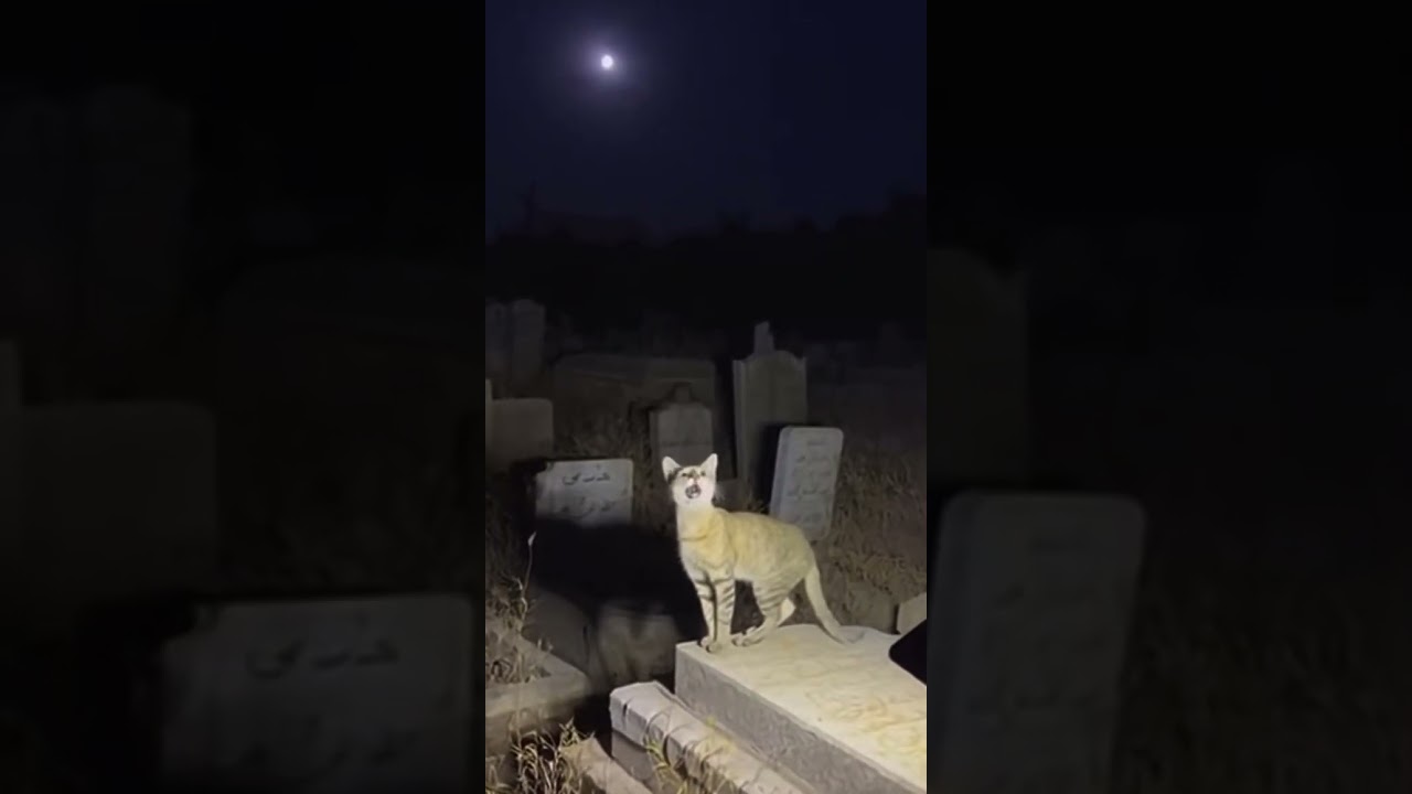 Cat in Qabrustan