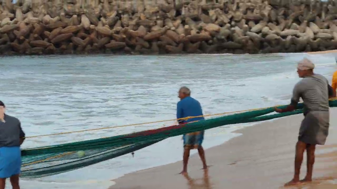 കരക്ക് വലിച്ച് കയറ്റിയ പടു കൂറ്റൻ മത്സ്യ കൂട്ടം 🐋🐋🐋
