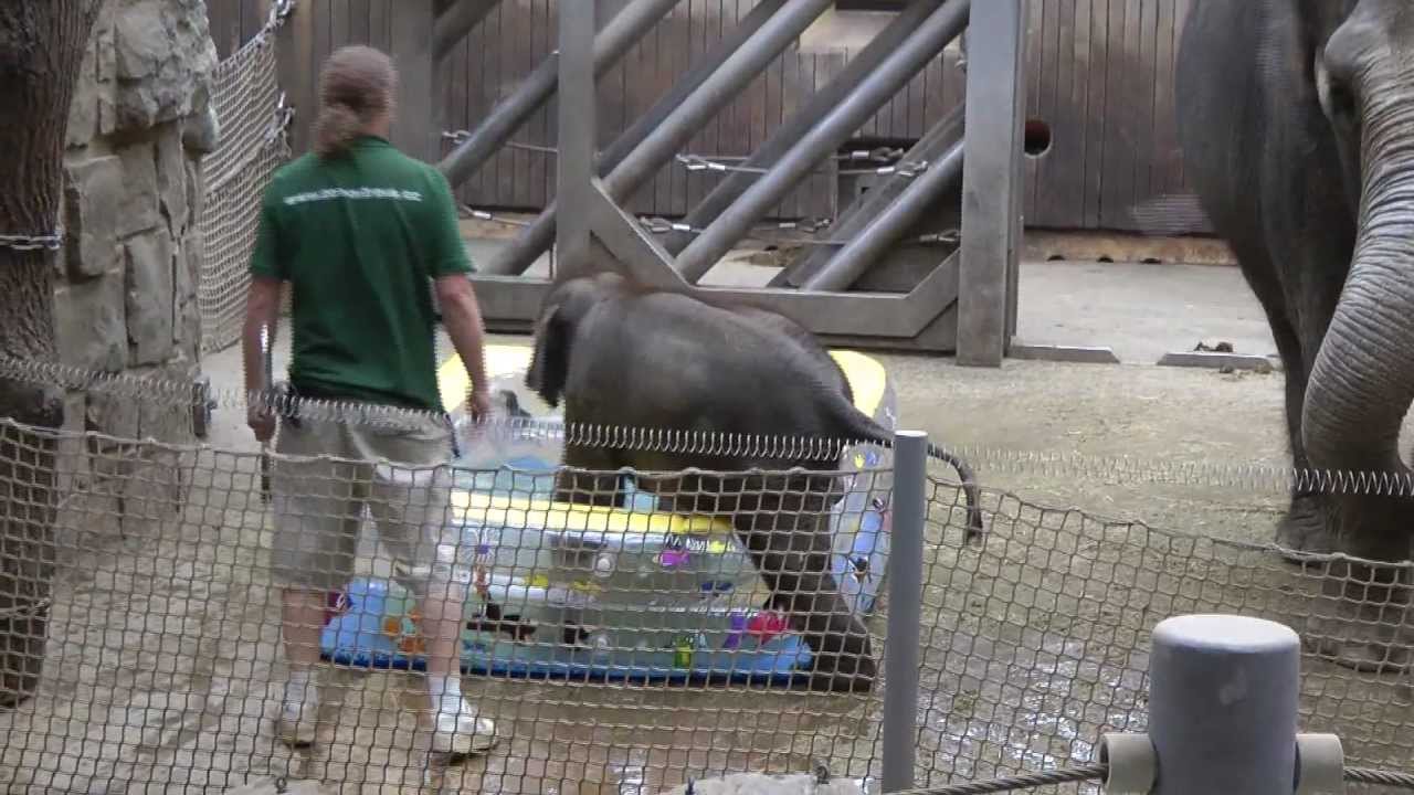 ZOO Ostrava - Rashmi v krtečkovém bazénku [HD] 24.7.2011
