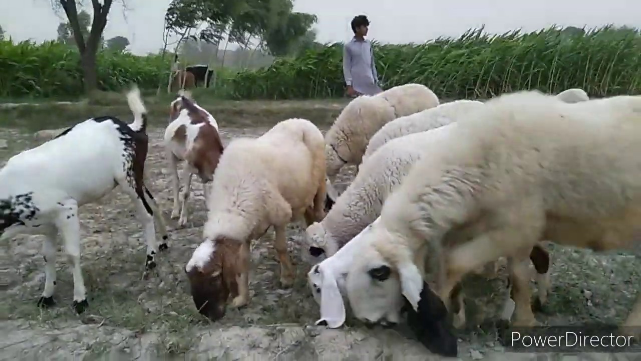 Gaun_Mn_Taiz_Andhi_kay_baad_Barish_Ka_Manzar