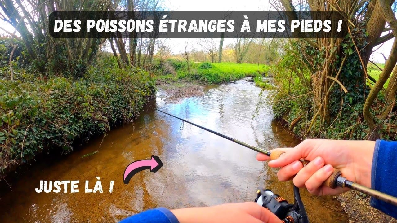 JE DÉCOUVRE DES POISSONS QUE JE N'AVAIS JAMAIS VU EN PÊCHANT LA TRUITE !