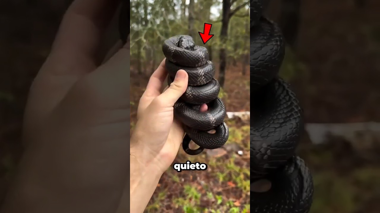 &iquest;C&oacute;mo Duermen Las Serpientes? 😮