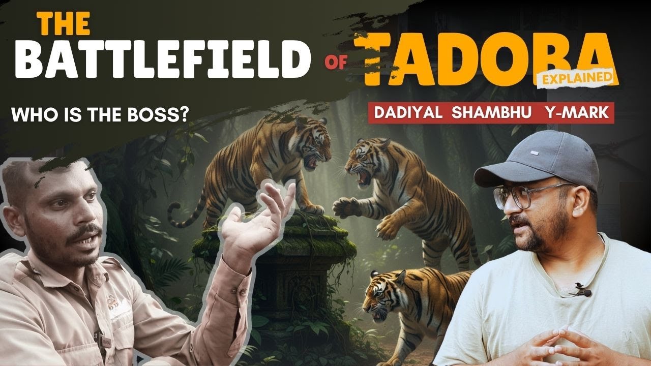 Tadoba Safari thrill🥶 | Son of MAYA | 3 Tigers fight for dominance😱 | Battlefield explained by guide