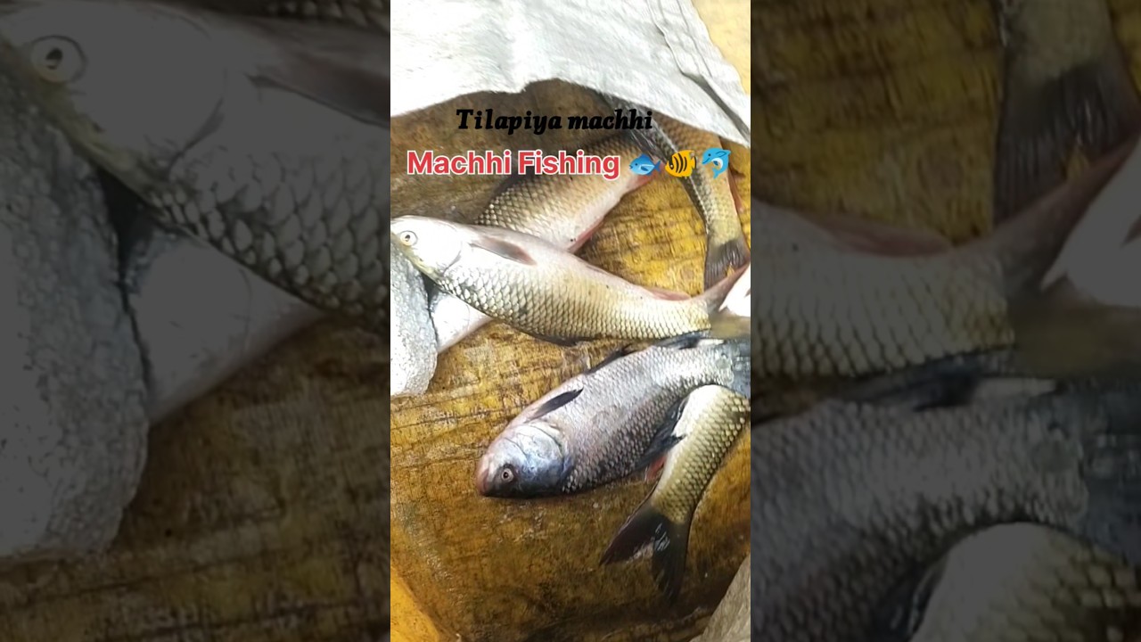 Tilapiya machhi 🐠🐟