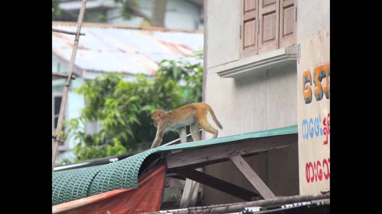 Monkeys at Mount Popa in Myanmar