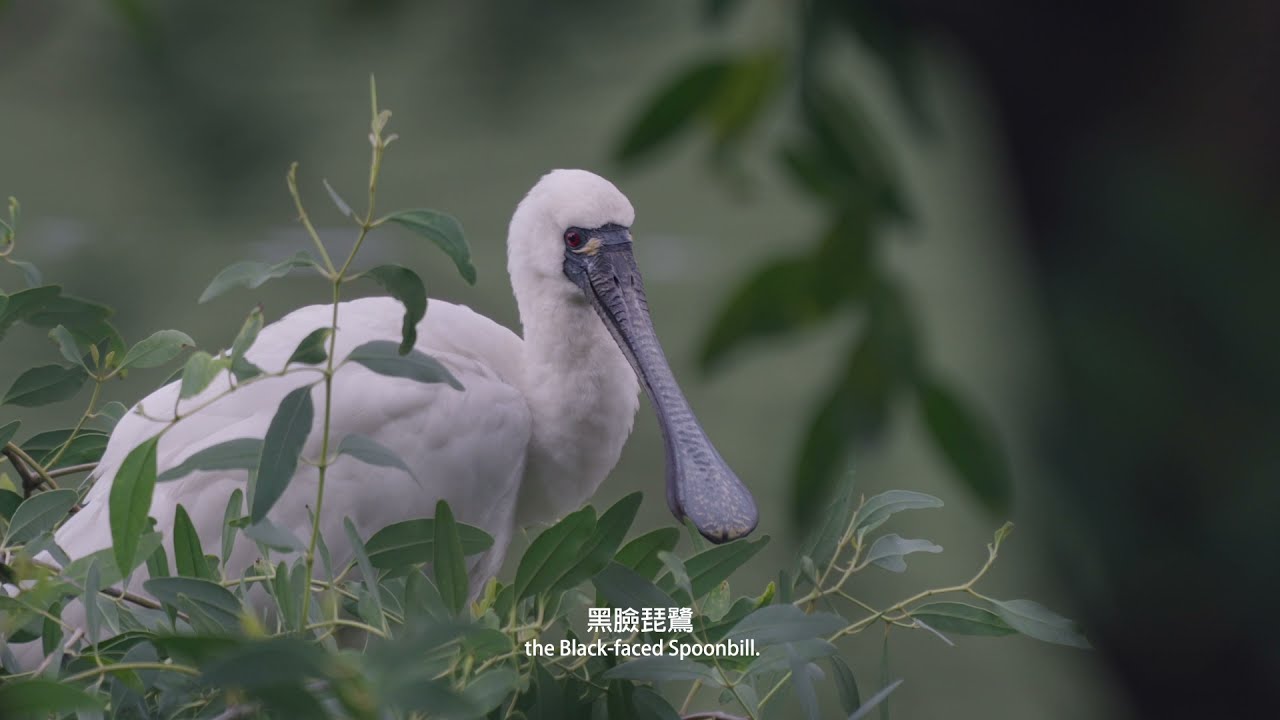 【濕地 ── 瀕危鳥類的家園】