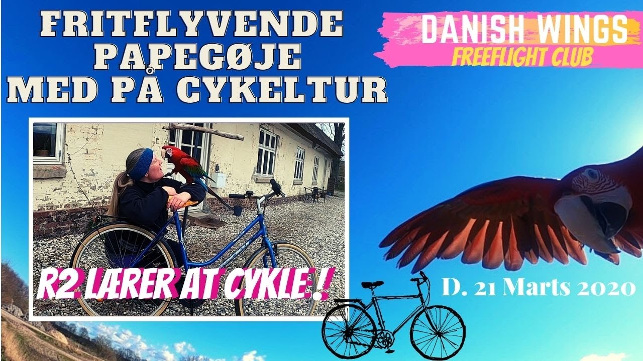 Fritflyvende papegøje med på cykeltur/R2 lærer at cykle. D. 21/3-2020