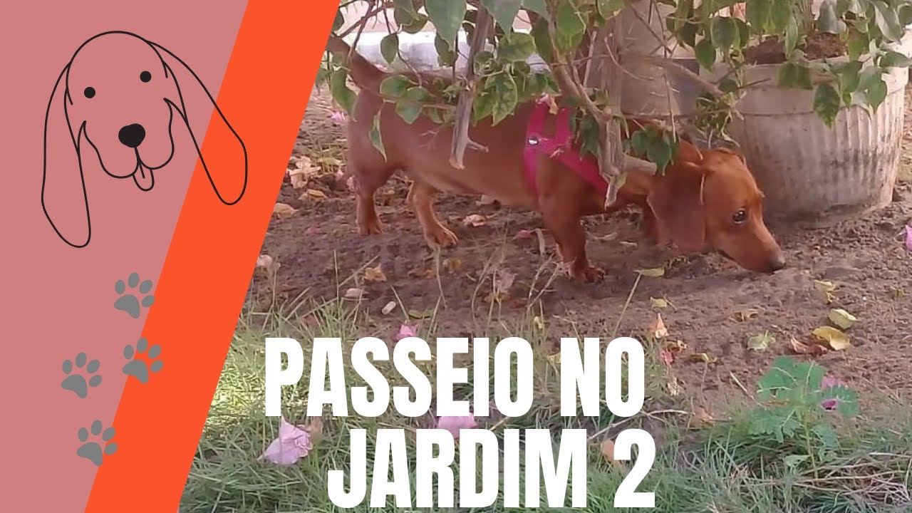 Passeio no jardim - parte 2 #Teckel #Dachshund #Bassotto #Salsichinha