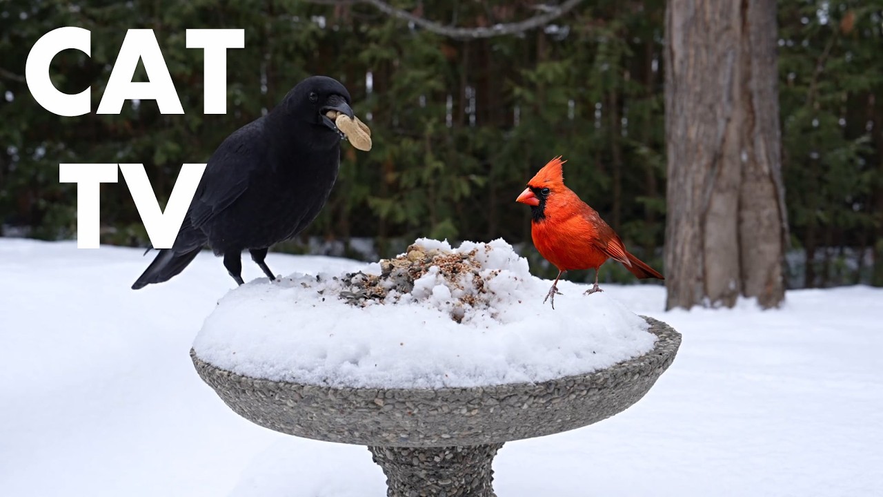 Cat TV for Pets to Watch 🐱 - Crows, Blue Jays, Cardinals and Backyard Birds - Mar 01, 2026
