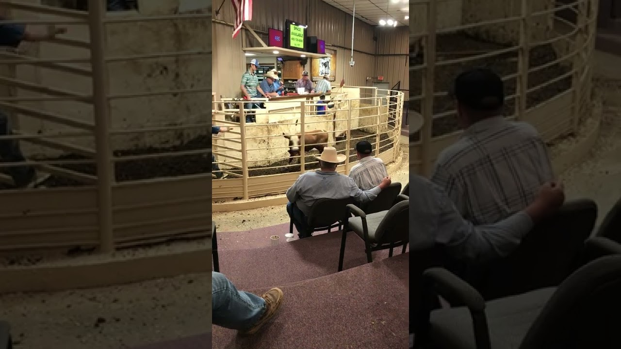 Auction Barn Wednesday - Market a little low