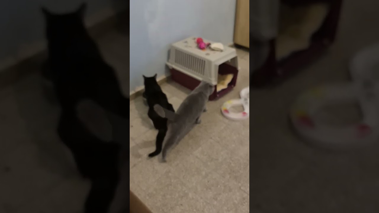 #cat #кошки 
