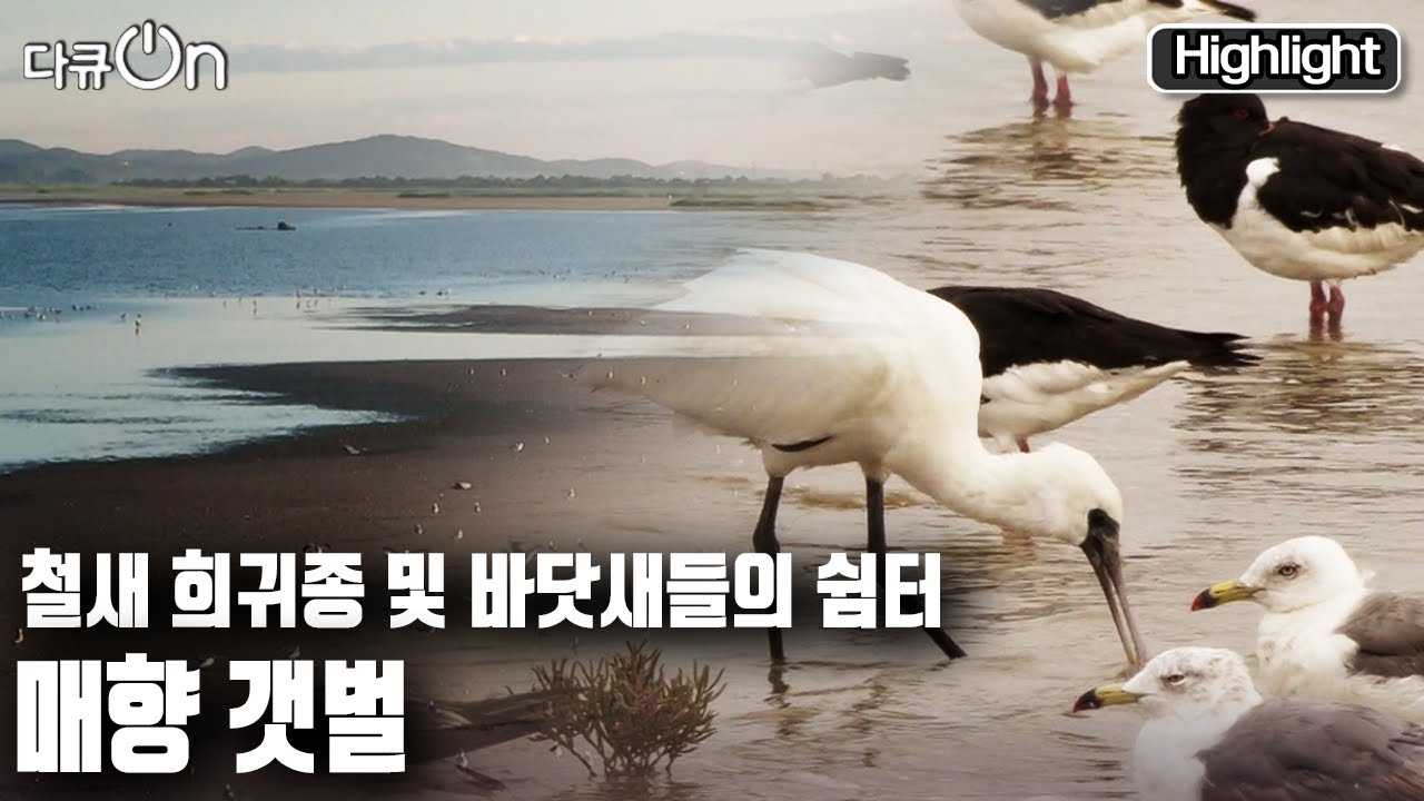 [다큐온] 검은머리물떼새와 저어새 등 멸종위기 희귀 새들이 찾아오는 생명의 공간! 