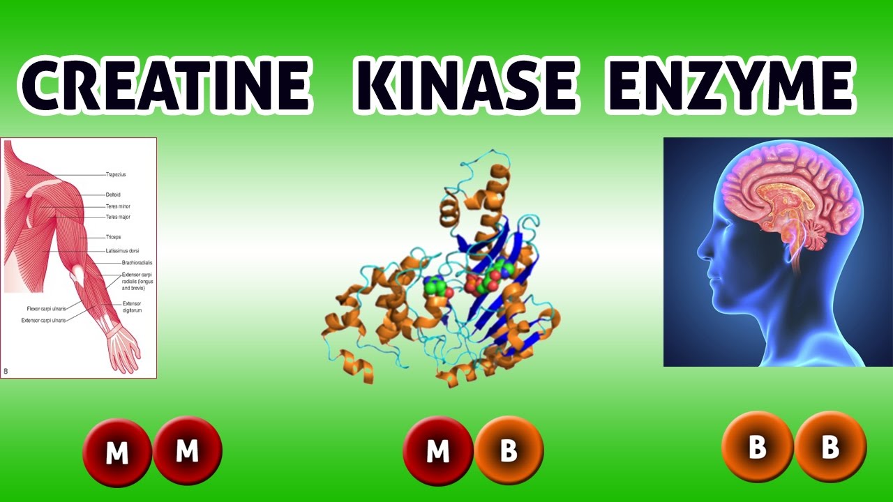 CREATINE KINASE  Enzyme  ( Clear Over View )