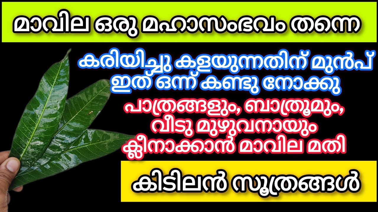 മാവില ഒരു മഹാസംഭവം തന്നെ ഉണക്കി കളയുന്നതിന് മുൻപ് ഇത് ഒന്ന് കണ്ടു നോക്കു /Kitchen Hacks