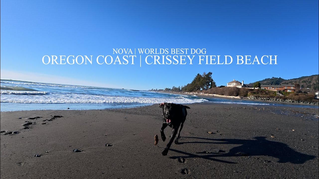 NOVA | World's best dog | Sticks and Waves | Crissey Field Beach