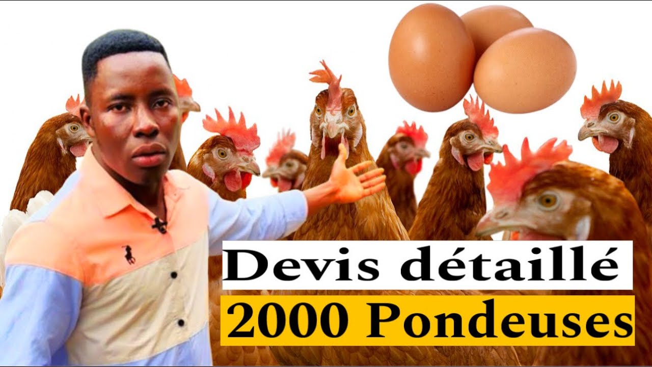 Devis de 2000 pondeuses, fonds de roulement jusqu'&agrave; la Ponte !