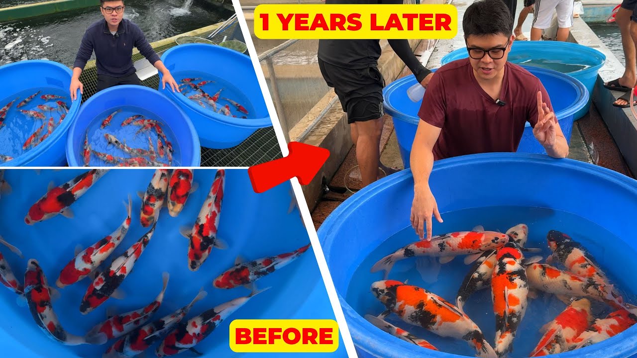 From 20cm JUMBO TOSAI to 65cm HIGH QUALITY KOI FISH, 1 YEAR TRANSFOMATION of SHOWA from ISA KOI FARM