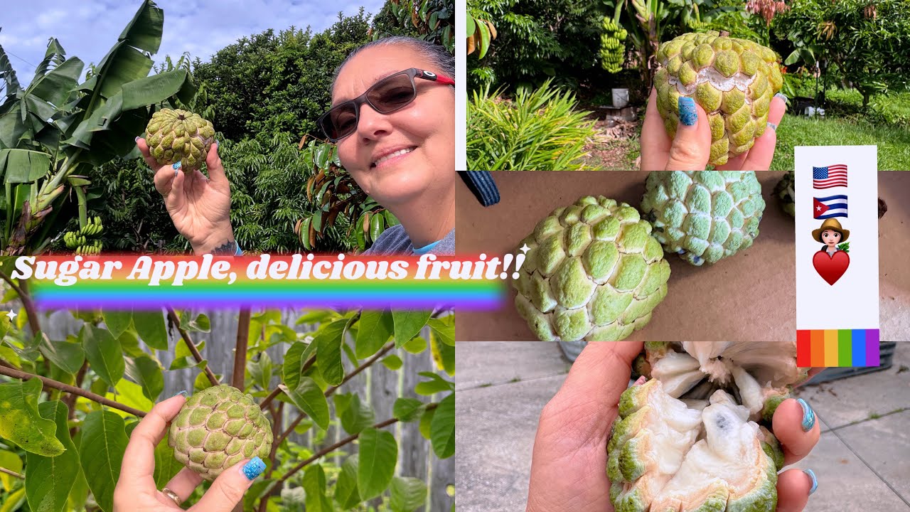 Sugar Apple fruit, the best of all Annonas?#gardening #annona #tropicalfruit #viral 