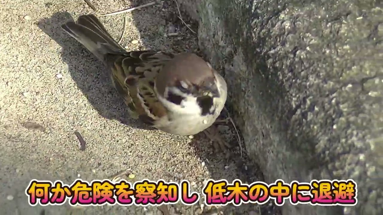 餌を貰いに近付いて来る片足ちゃん 20260119（天満宮）