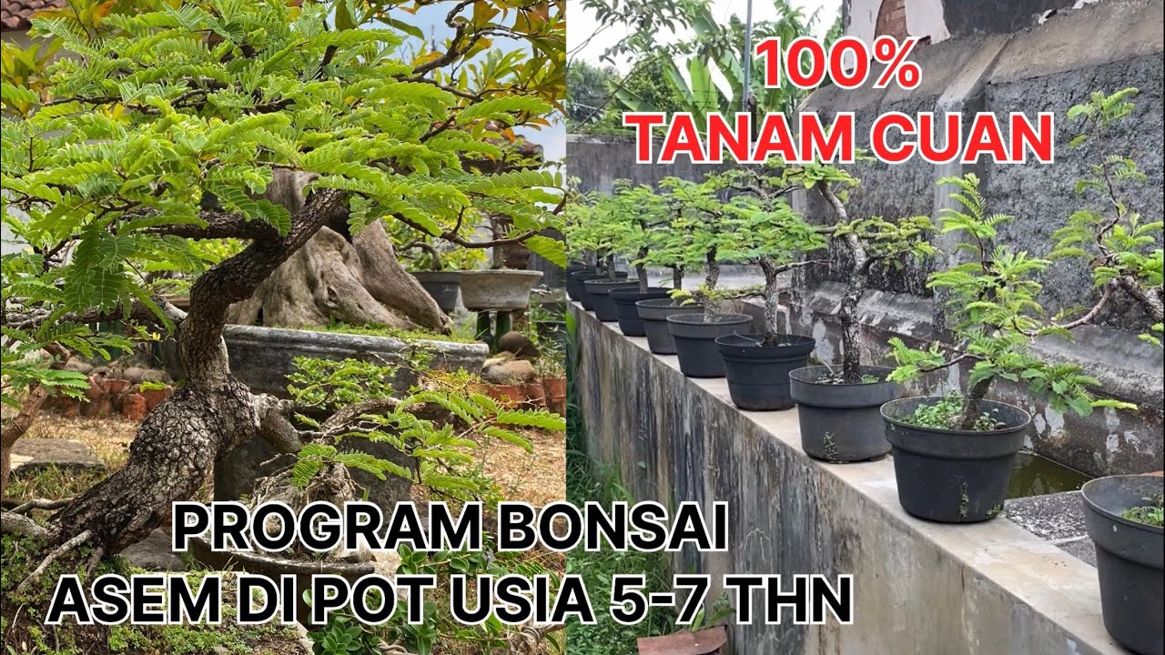 REVIEW PROGRAM BONSAI ASEM JAWA DARI BIJI DI POT USIA 5-7 THN 100% TANAM CUAN