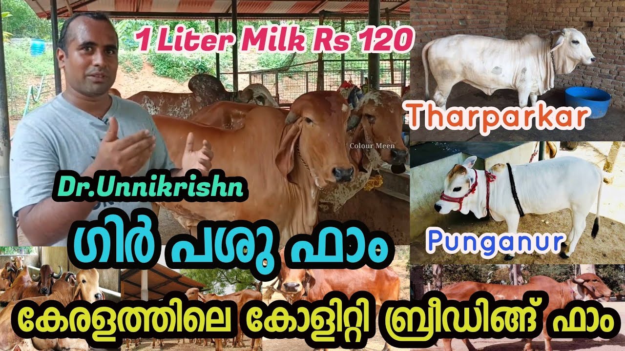 dairy farm kollam|gir cow farm malayalam|കേരളത്തിലെ ഗീർ പശുക്കളുട ഫാം|Gir Cow Farm in kerala |
