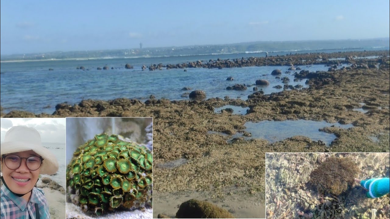 Berpetualang di pantai kelan //saat air surut // melihat anemon laut