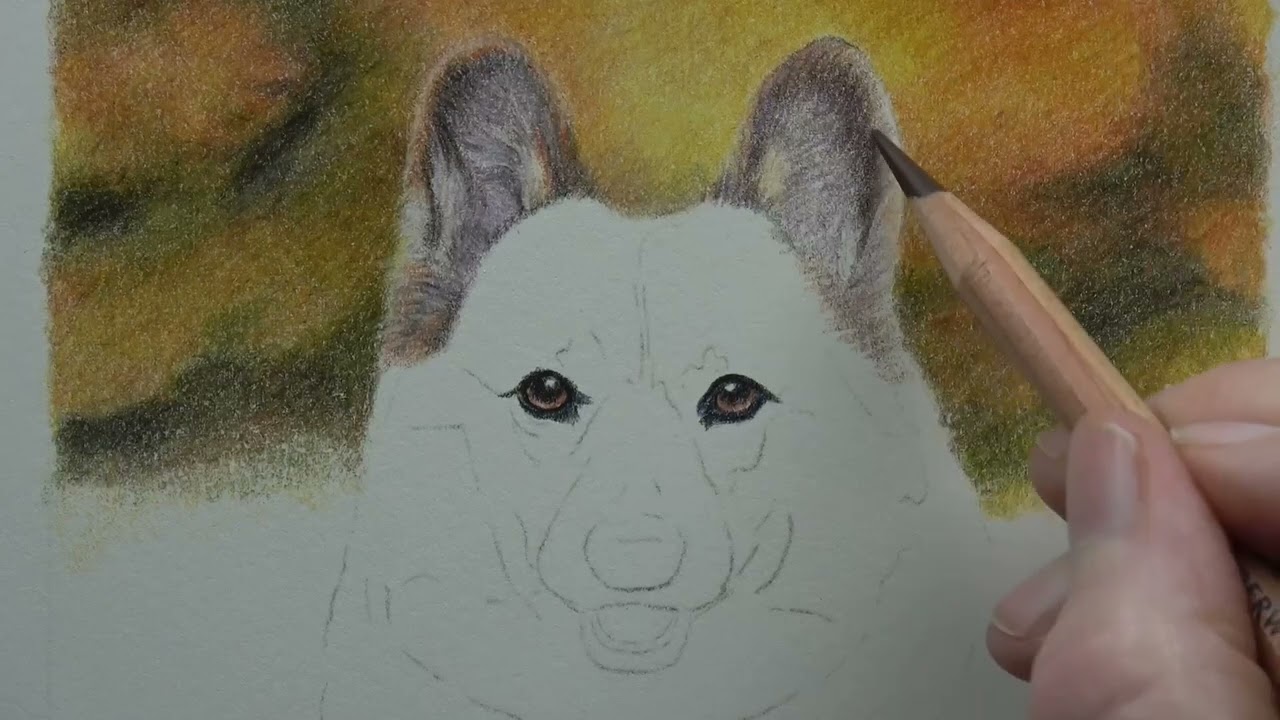 A fabulous Corgi in coloured pencils | Derwent Review