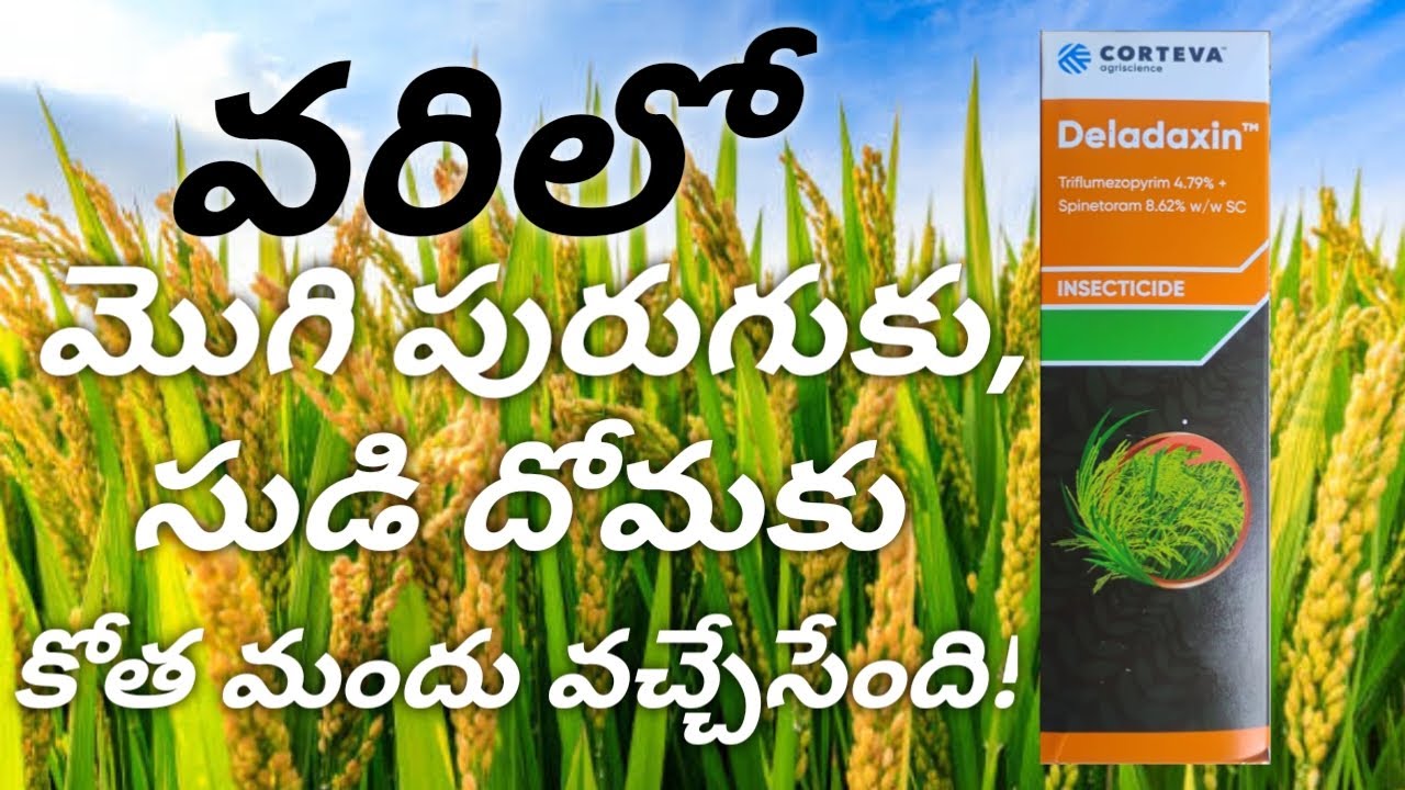 Deladaxin Full Details in Telugu #agristudentnookesh #agriculture #farming
