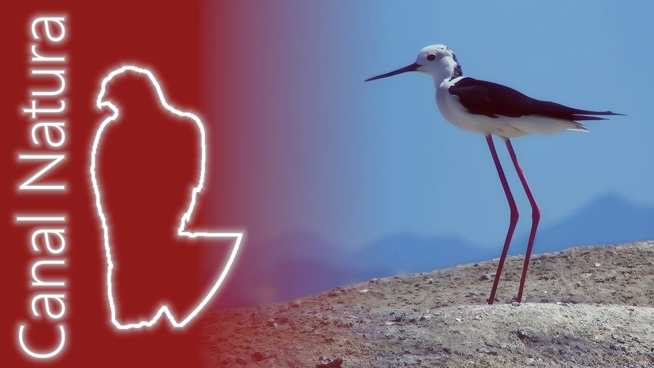 Cigüeñuela común (Himantopus himantopus) Black-winged Stilt ++