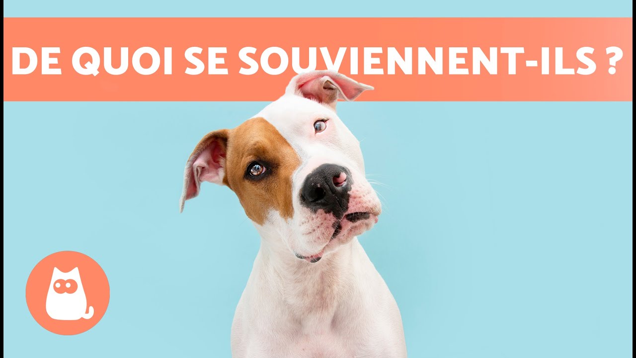 Les CHIENS ONT-ILS de la MÉMOIRE ? 🐶💭 De QUOI se RAPPELLENT-ILS ?