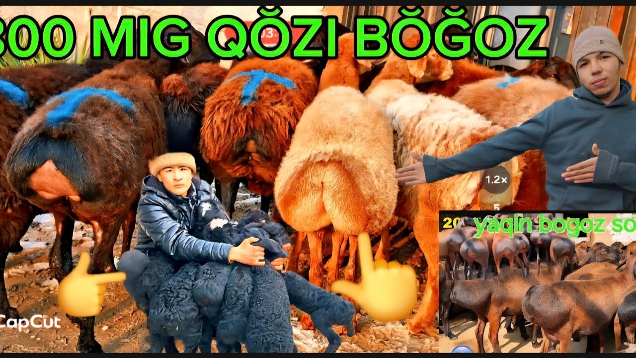 800 mig QŎZI NAQ BŎĞOZ EKAZAKCHI  3 ASAKCHILARIDAN KELDI 2 3 TUĞADI YAQIN ZŎRI 500 ARZON