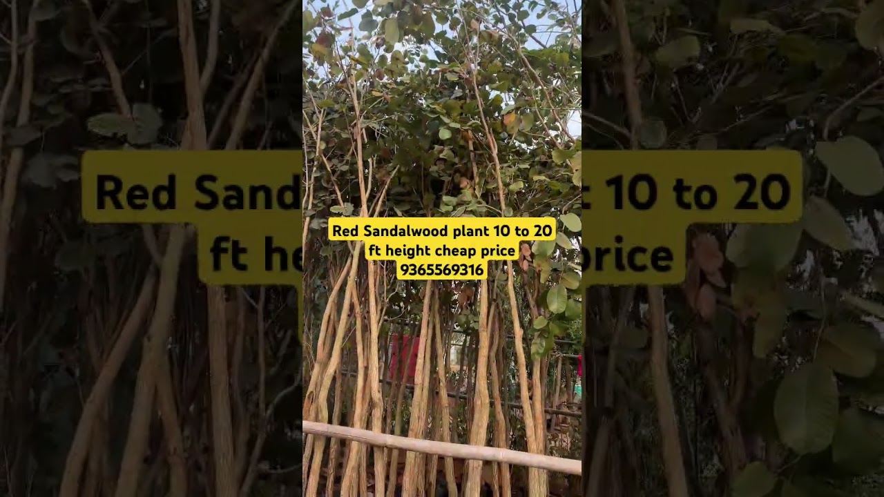 Red Sandalwood plant cheap price #redsandalwoodplant #redsandarwood #sandalwood