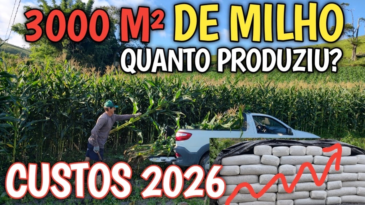 3000M² de milho silagem ensacada/ quanto produziu? resultado  +Custos  e lucros 2026