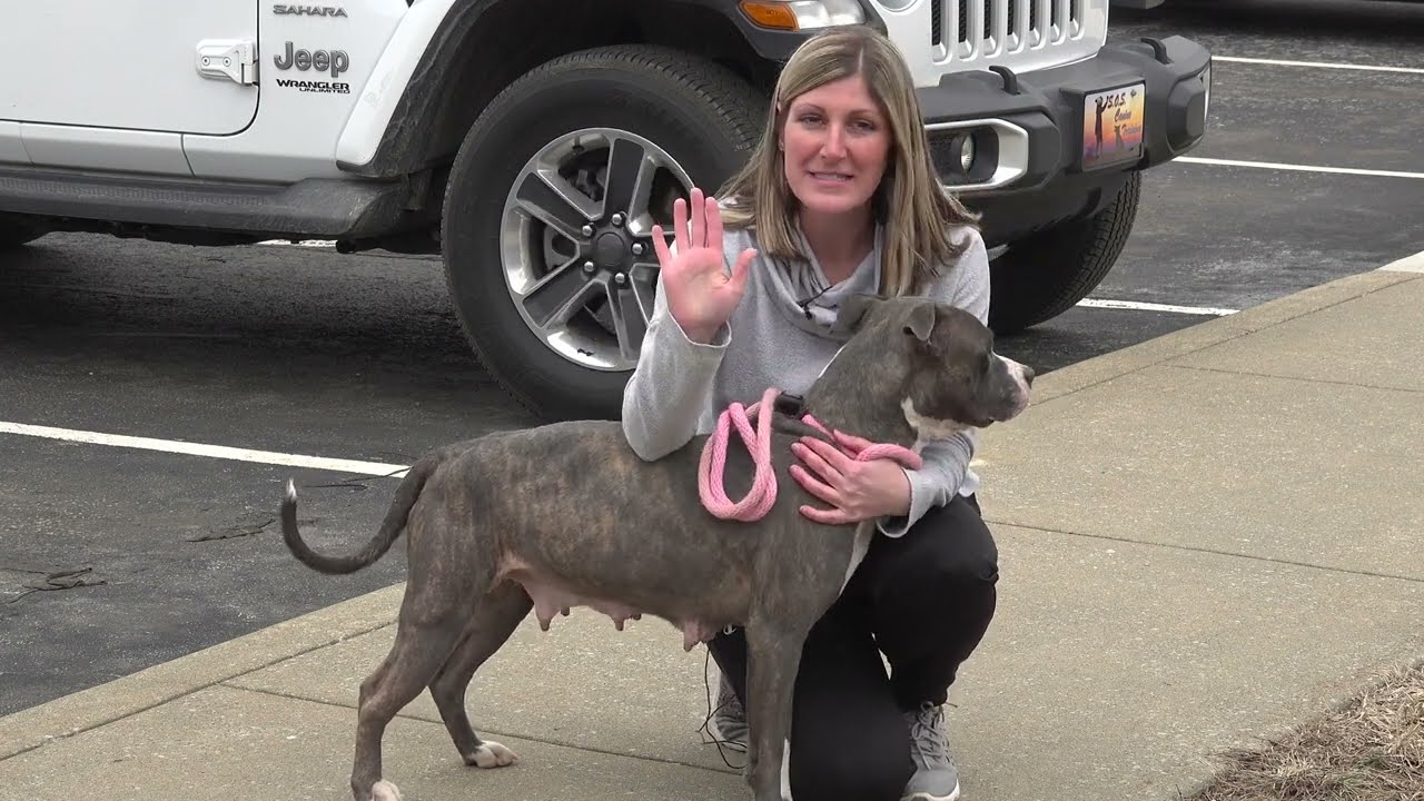 Animal Shelter Volunteer Orientation