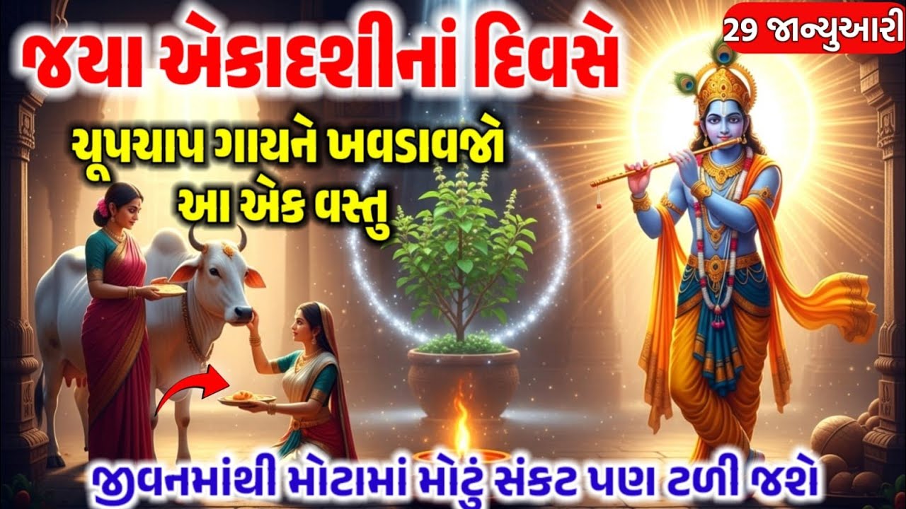 જયા એકાદશી 2026: ગાયને રોટલી ખવડાવતી વખતે કરો આ નાનું કામ, ગરીબી કાયમ માટે દૂર થશે!Jaya Ekadashi ​