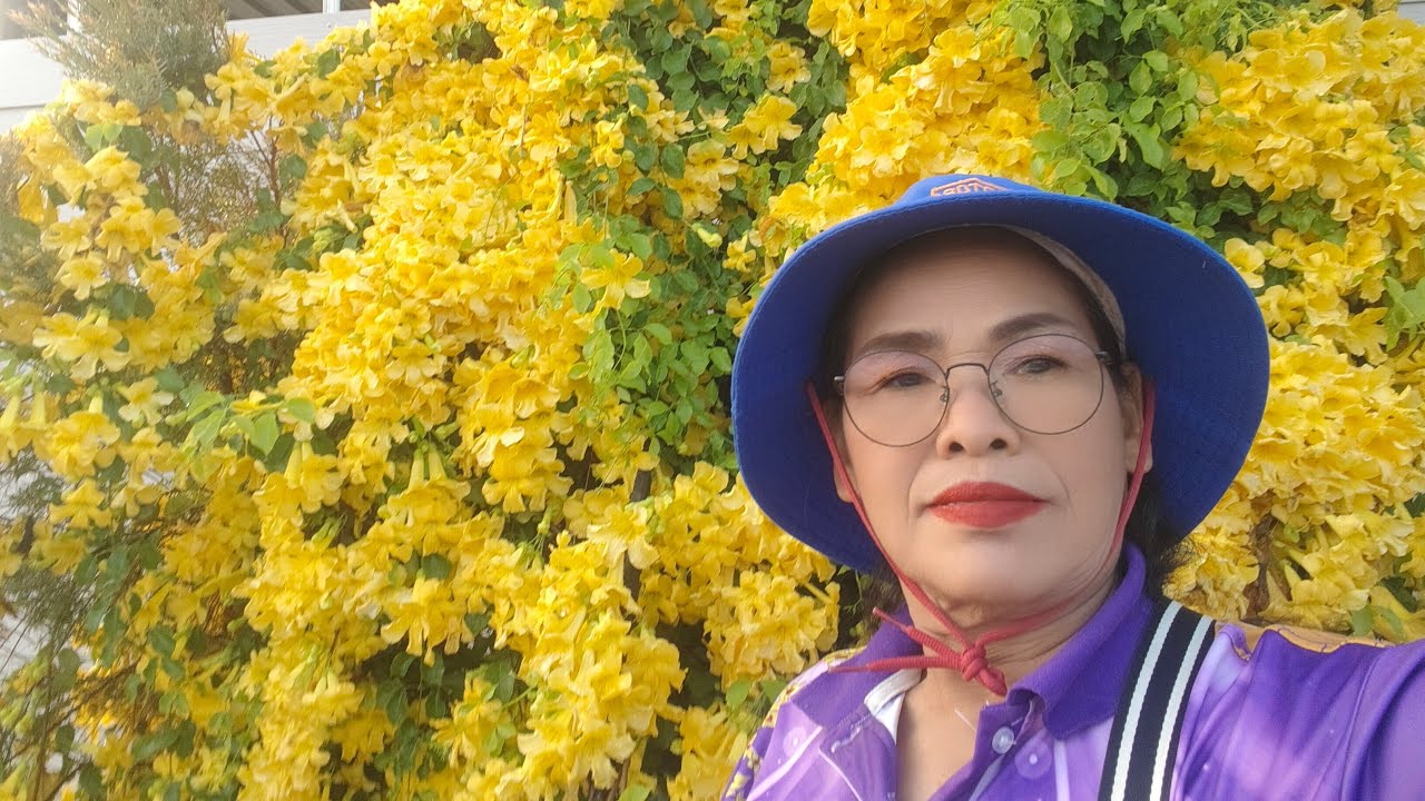 🔴สด.เหลืองสดใสยามเช้าบรรดาดอกไม้