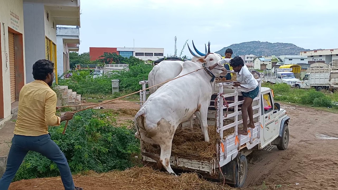 Biggest Khillar Bull Market Devdurga