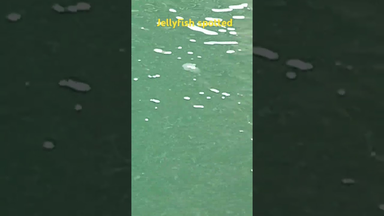 We Found a New Species of Jellyfish