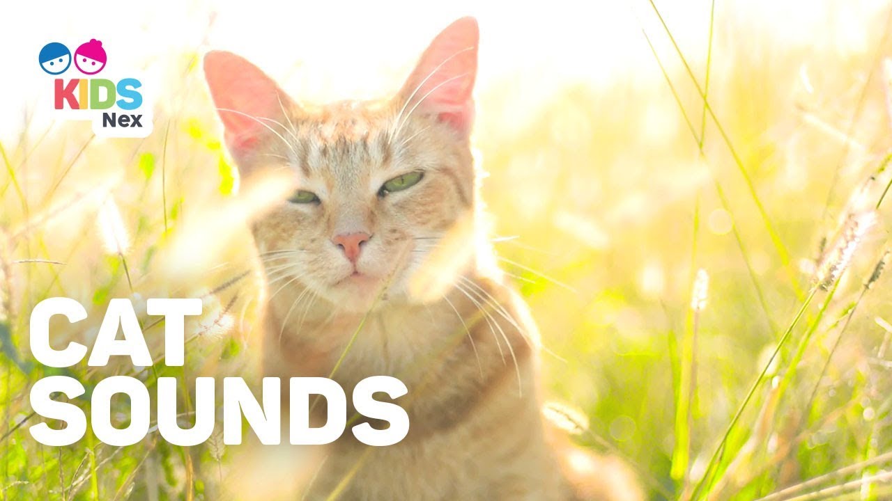 Animal sounds for kids - Cat sounds (meow)