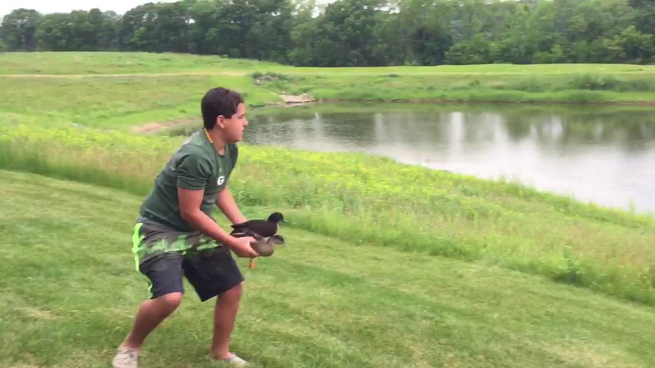 Call ducks learning to fly 2k15