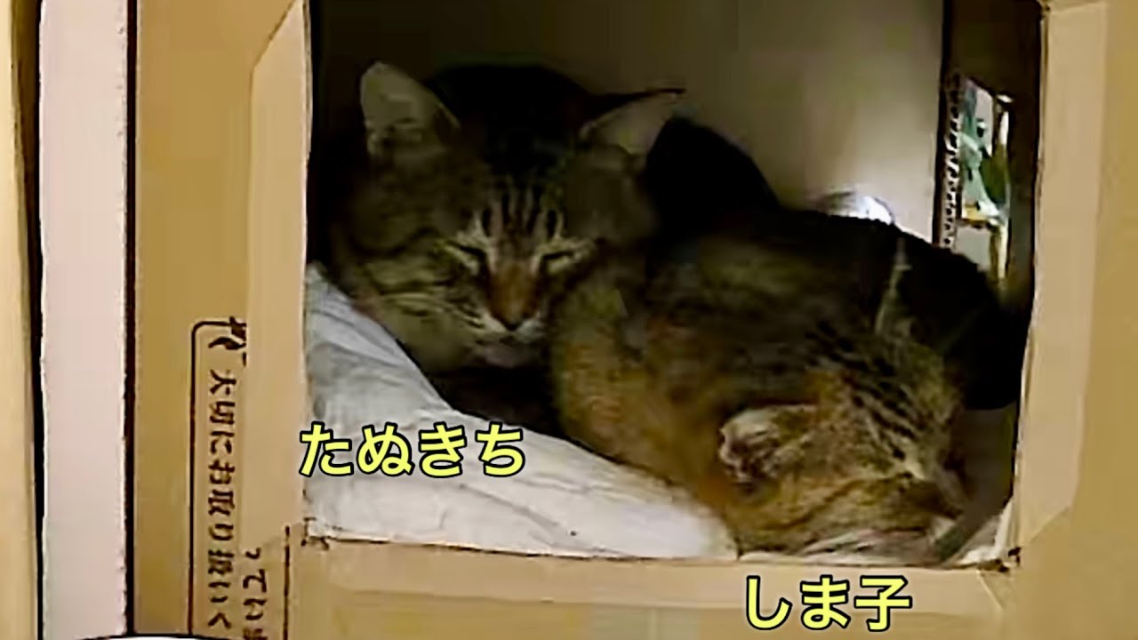 厳しい冬を乗り越えようとする外猫、春が待ち遠しいです。