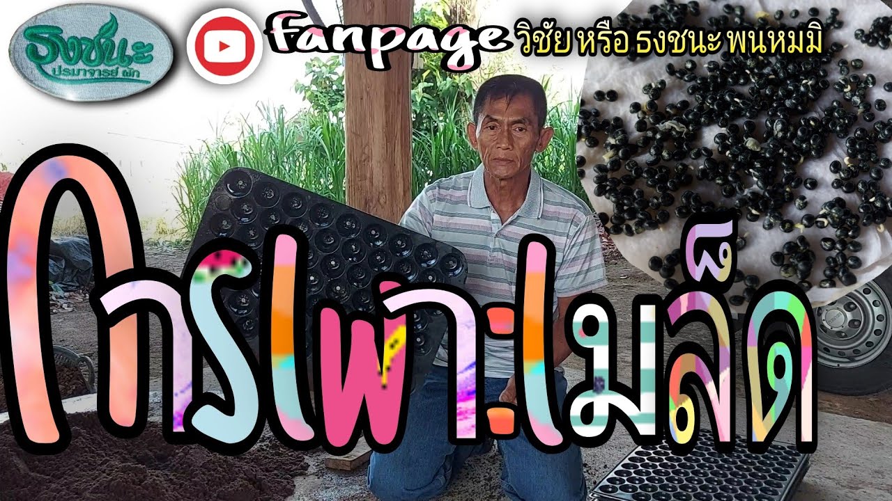 การเพาะเมล็ด และการปรุงดินง่ายๆ https://www.youtube.com/c/วิชัยหรือธงชนะพรหมมิ#Nontoxic farming