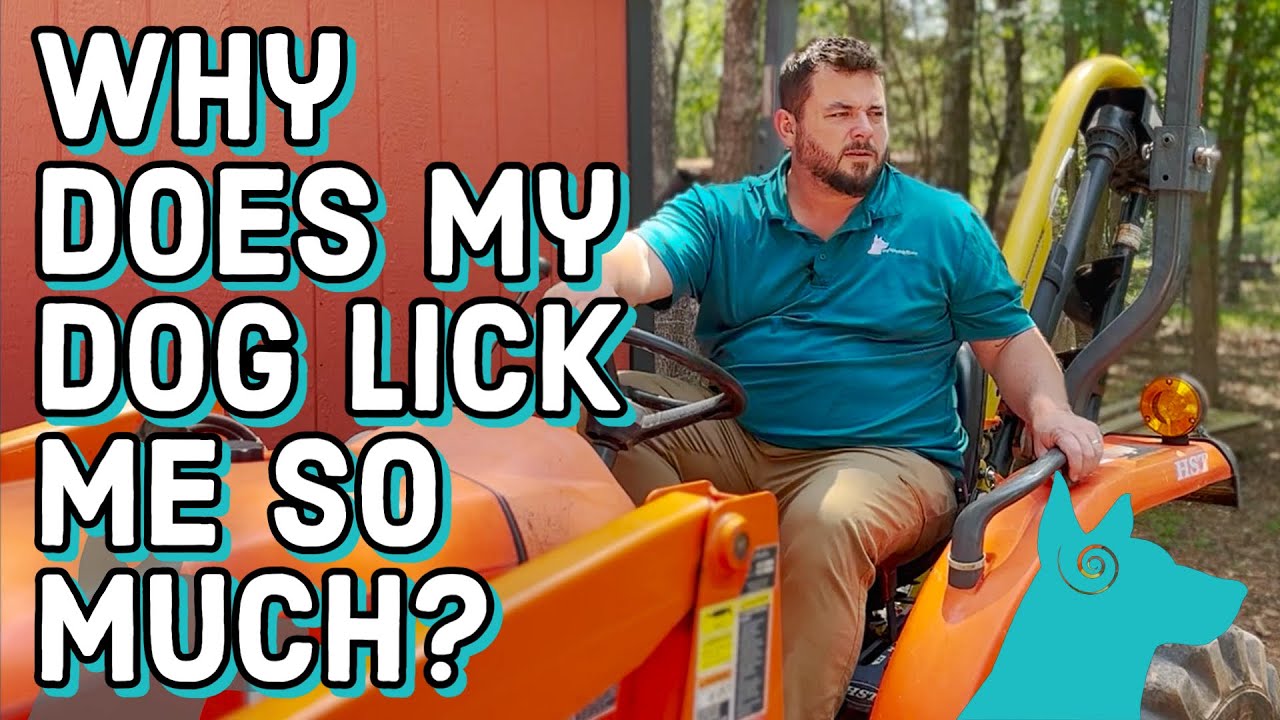 Why does my dog lick me so much?