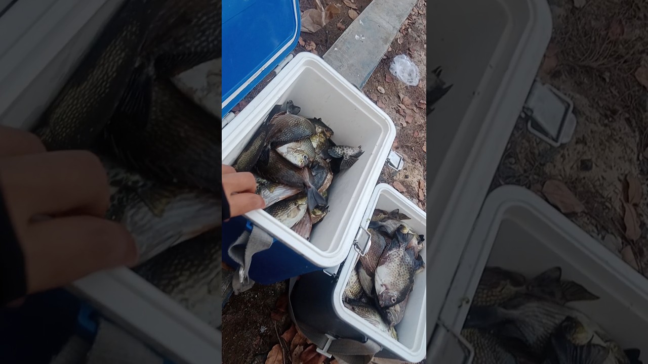 Ngeri 😦 mancing pakai tegek kaku panen ikan Baronang Full 2 box tempat es batu besar !!