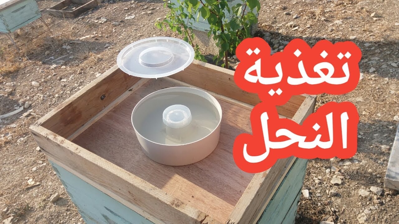 إعداد المحلول السكري والشروع في تغذية خلايا النحل