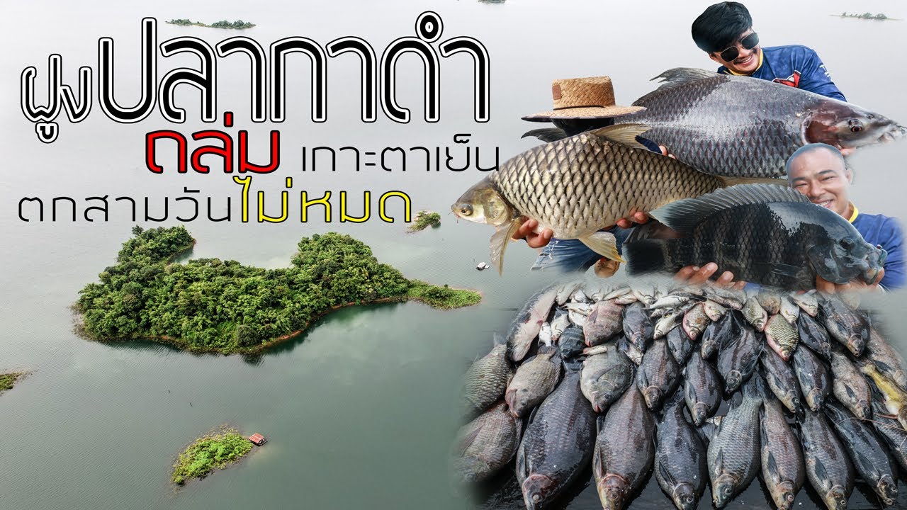 ฝูงปลากาดำถล่มเกาะตาเย็น ตกสามวันไม่หมด (หน้าดิน)