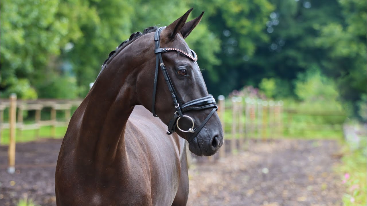 2019 Mare Feinrich x Sandro Hit