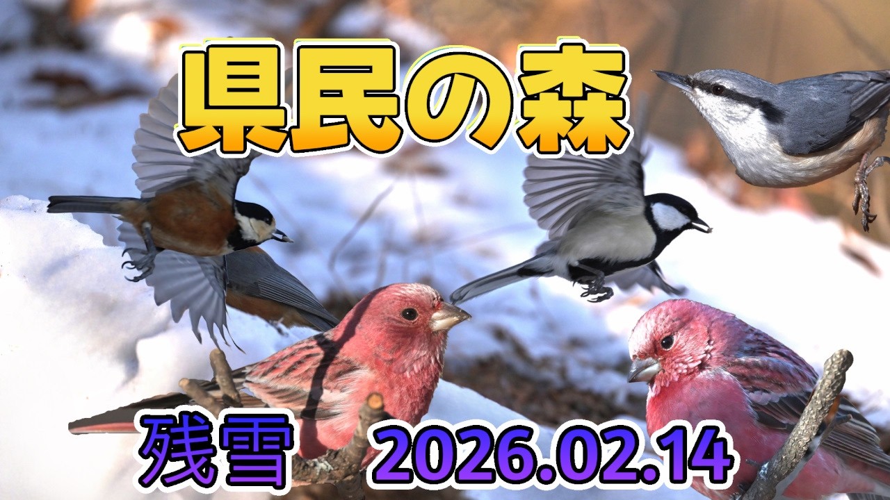 埼玉県県民の森　残雪オオマシコ（20260214）4k　6分47秒