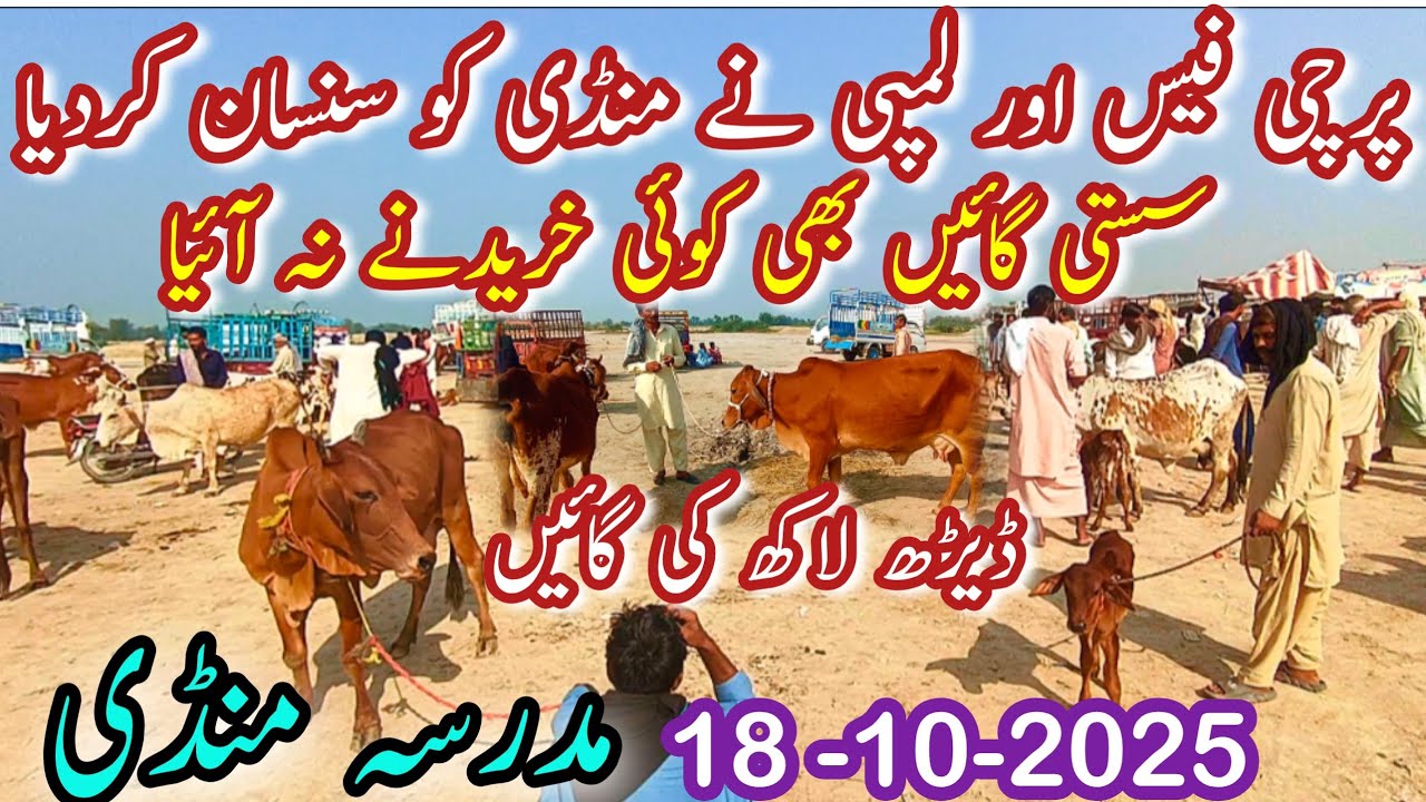 TODAY MADRASSA MANDI COW MANDI UPDATE || Sahiwal Cholistani Bakhri Gay || Dairy Farming Cattle