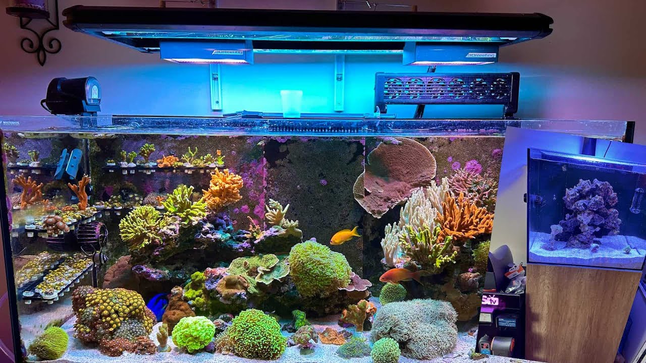 Reef Tank Drama! Leak Sensor Saves the Day - You'll Never Guess Where it Came From